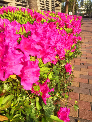 f:id:mizio-kamioh:20170511183215j:plain f:id:mizio-kamioh:20170511183215j:plain