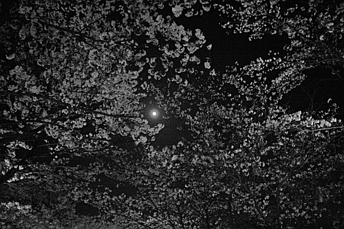 桜越しの月その１　満開の久世トンネル桜