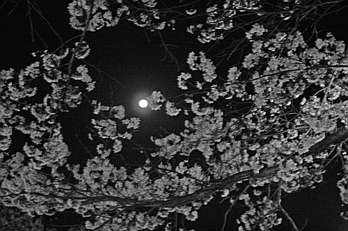 桜越しの月その２　満開の久世トンネル桜