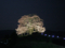 丘の上の醍醐桜