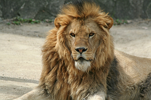 個別 ライオン正面その２ 安佐動物公園 の写真 画像 雑件ね Mizmiz19 S Fotolife