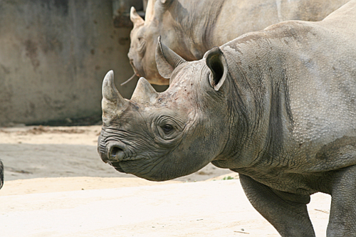 個別 よく見ると面白い顔のクロサイ 広島市安佐動物公園 の写真 画像 雑件ね Mizmiz19 S Fotolife
