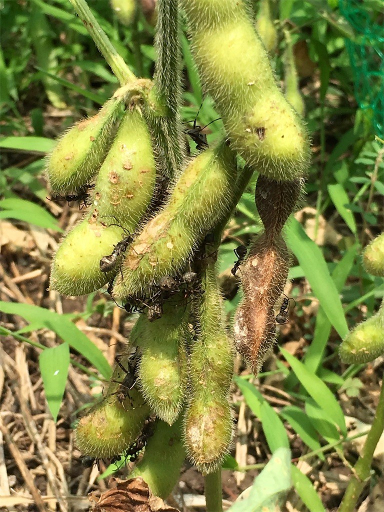 種取り用枝豆にありの大群 かまくらいふ 自然菜園とか日々の生活とか 種取り用枝豆にありの大群 かまくらいふ 自然菜園とか日々の生活とか