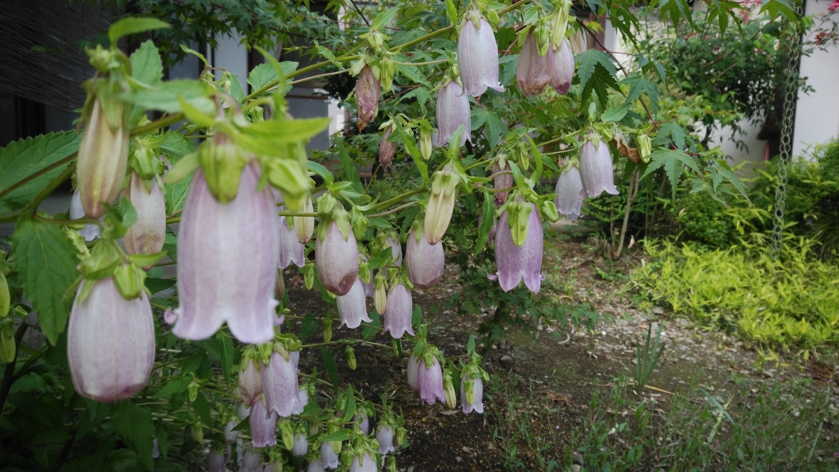 f:id:mizu-kuki:20190620165245j:plain f:id:mizu-kuki:20190620165245j:plain
