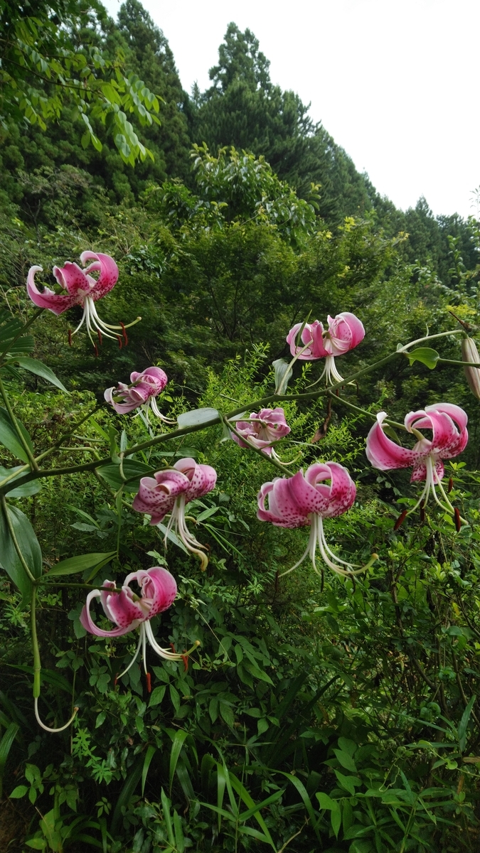 f:id:mizu-kuki:20190819143109j:plain