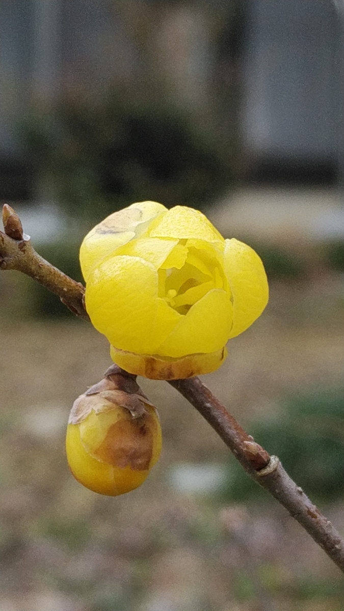 f:id:mizu-kuki:20200112154312j:plain f:id:mizu-kuki:20200112154312j:plain