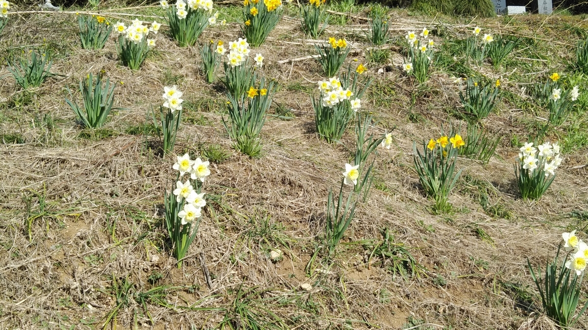 f:id:mizu-kuki:20200323133049j:plain