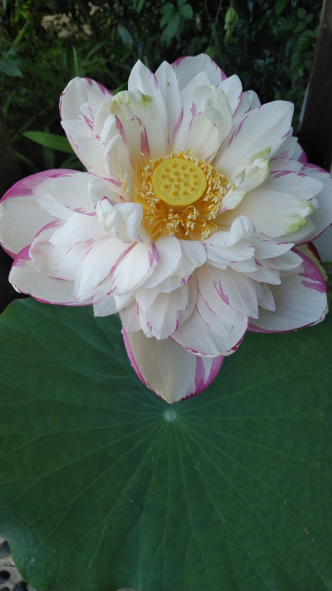 f:id:mizu-kuki:20200905170837j:plain