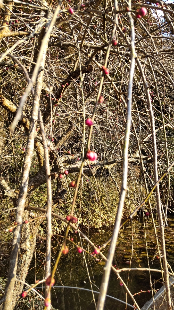 f:id:mizu-kuki:20210211205849j:plain