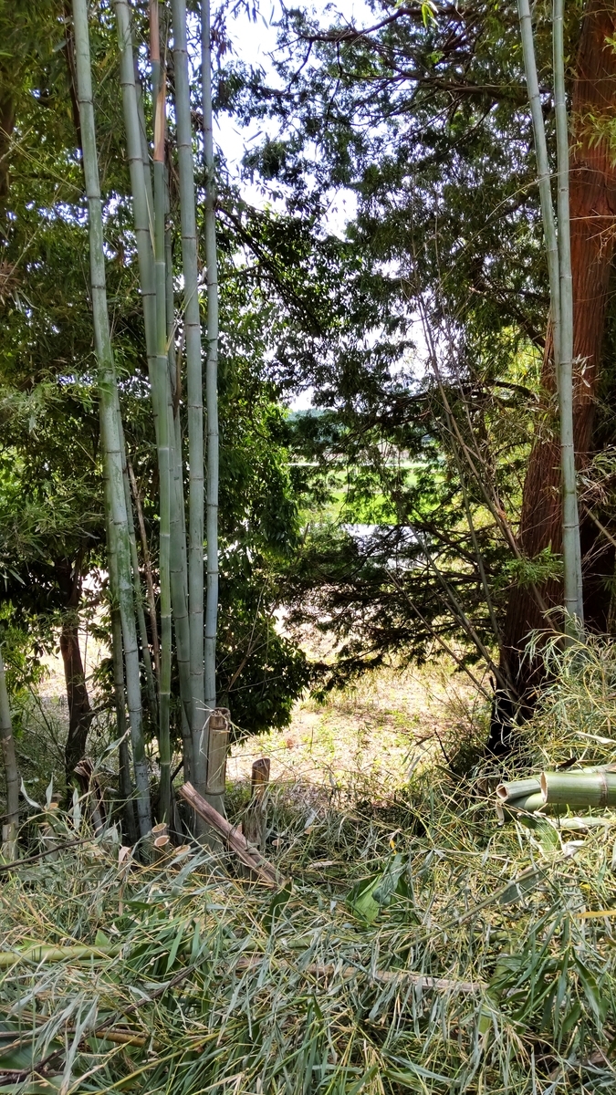 f:id:mizu-kuki:20210621131359j:plain