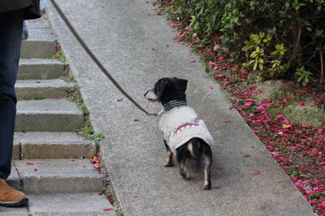 20140309大池公園