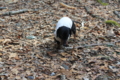 [basil]20140323男女滝