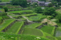 [basil]20160620 坂折棚田