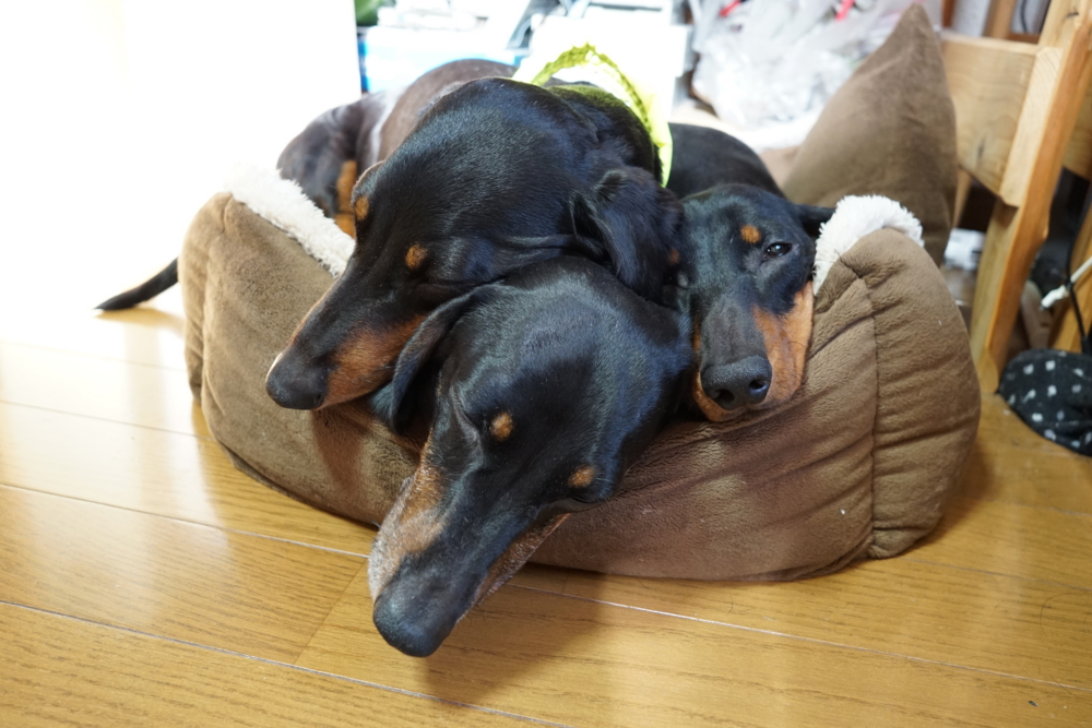 f:id:mizu2:20160913211112j:plain f:id:mizu2:20160913211112j:plain
