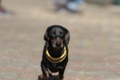[basil]20170204淡路島