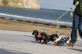 [nagibasilcinq]20170225 見附島が見える海岸