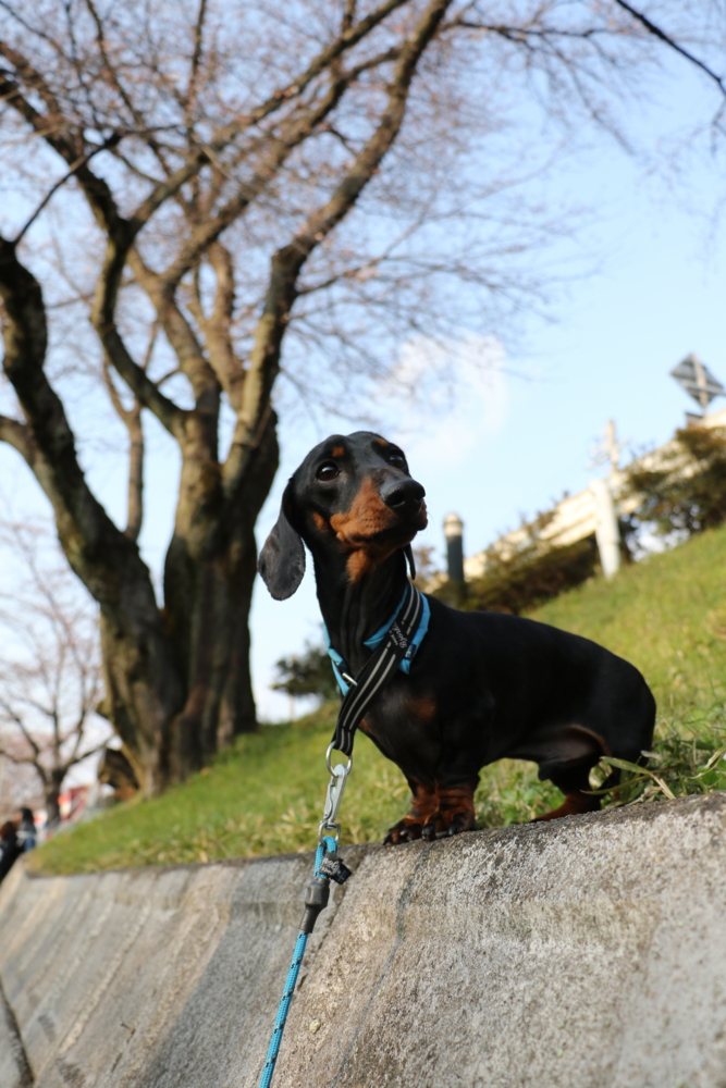 20170401市民公園