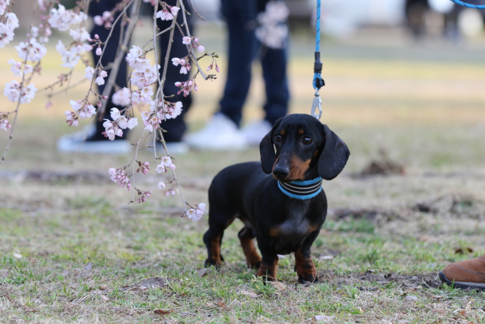 20170401市民公園