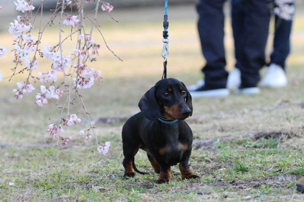 20170401市民公園