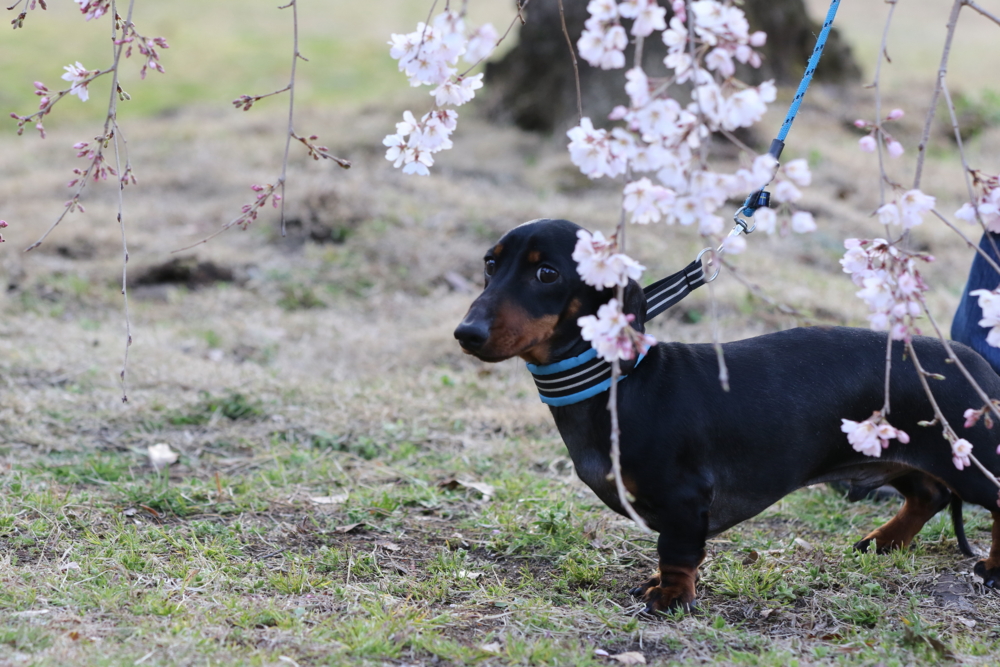 20170401市民公園