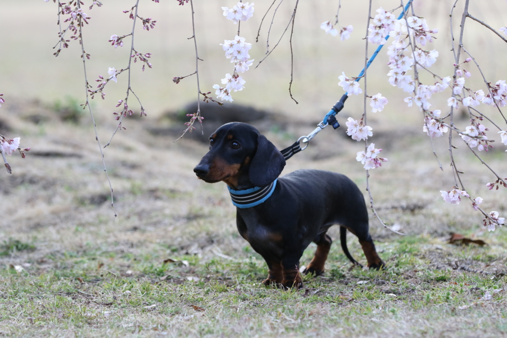 20170401市民公園