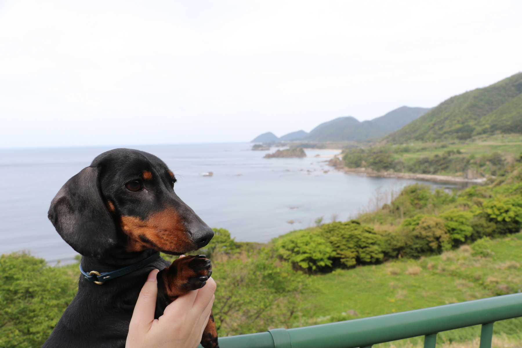 20170503袖志の棚田付近（丹後松島）