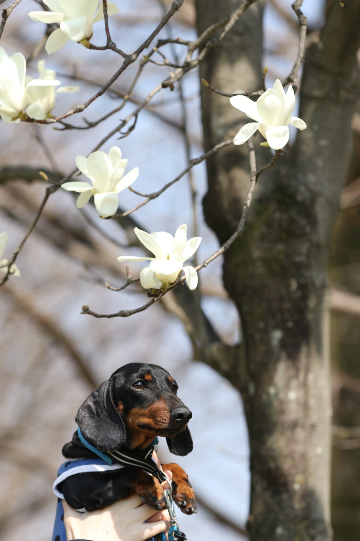 20180325市民公園の白木蓮