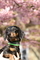 20190309聖崎公園