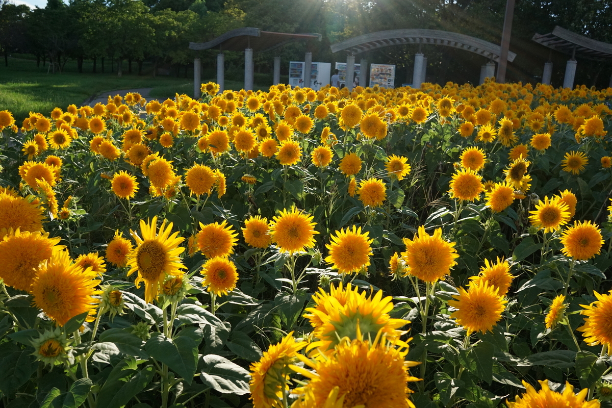 木曽三川公園（海津）20230826