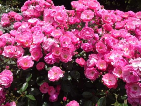 f:id:mizu6:20110522112612j:image f:id:mizu6:20110522112612j:image
