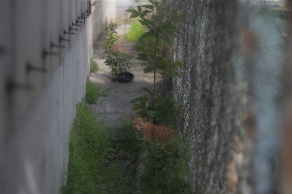 f:id:mizu_rainforest:20230410183509j:image