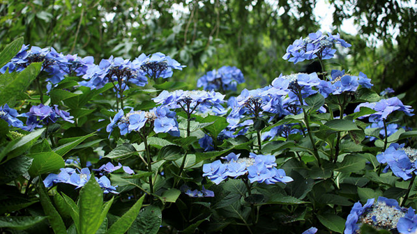 f:id:mizubelog:20180727004815p:plain