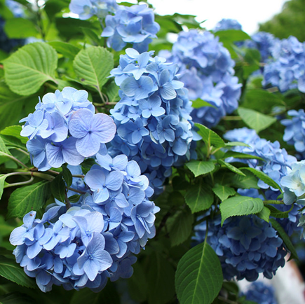 f:id:mizubelog:20180727004827p:plain