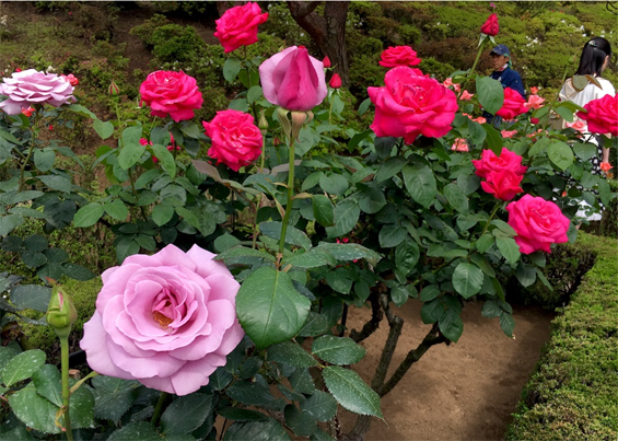 f:id:mizubelog:20180728100744p:plain