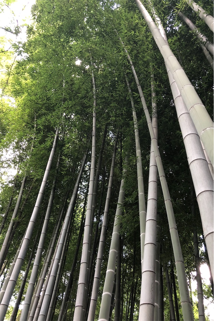 f:id:mizubelog:20180729172854j:image