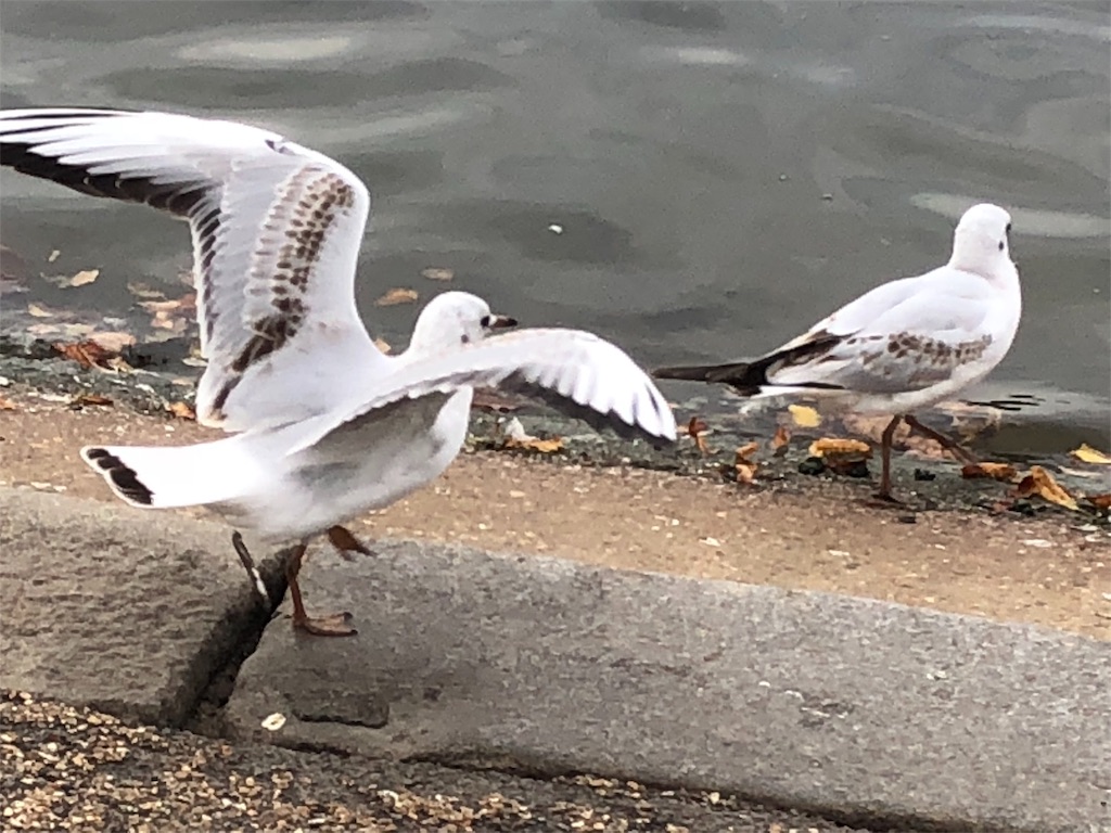 f:id:mizubelog:20180918234042j:image