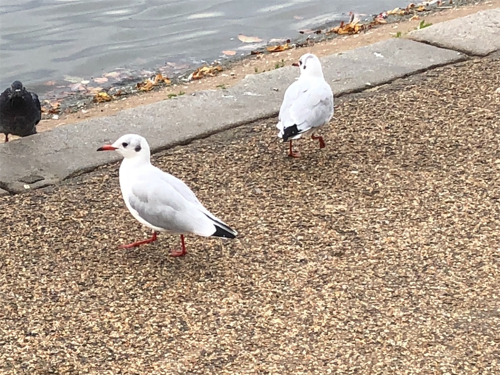 f:id:mizubelog:20180918234046j:image