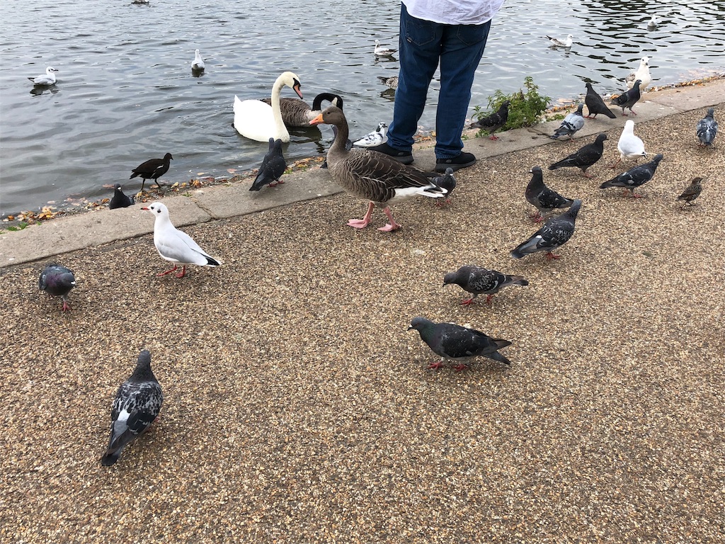 f:id:mizubelog:20180918234056j:image