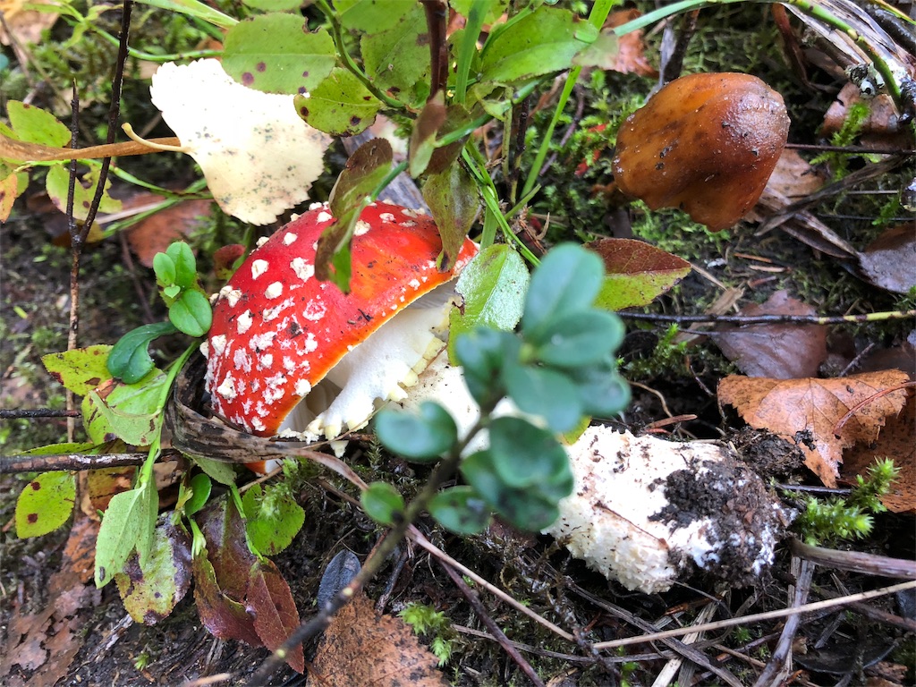 f:id:mizubelog:20180925163157j:image f:id:mizubelog:20180925163157j:image