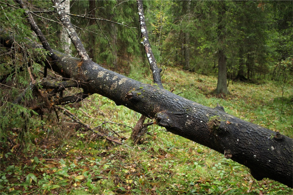 f:id:mizubelog:20180925164619j:image