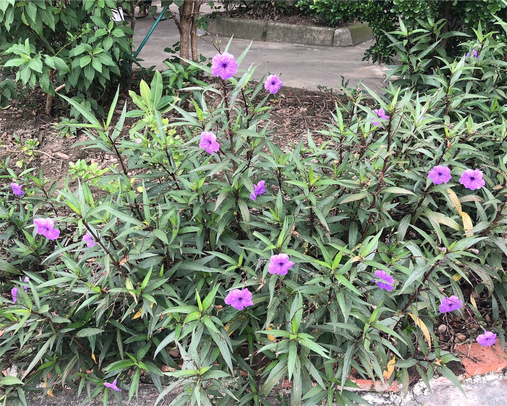 f:id:mizubelog:20181024123853j:image f:id:mizubelog:20181024123853j:image