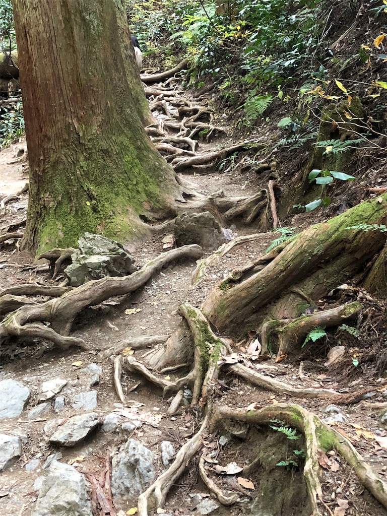 f:id:mizubelog:20181203184928j:image