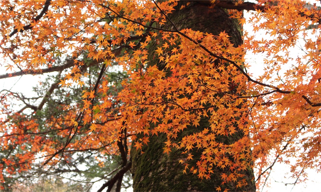 f:id:mizubelog:20181203184933j:image