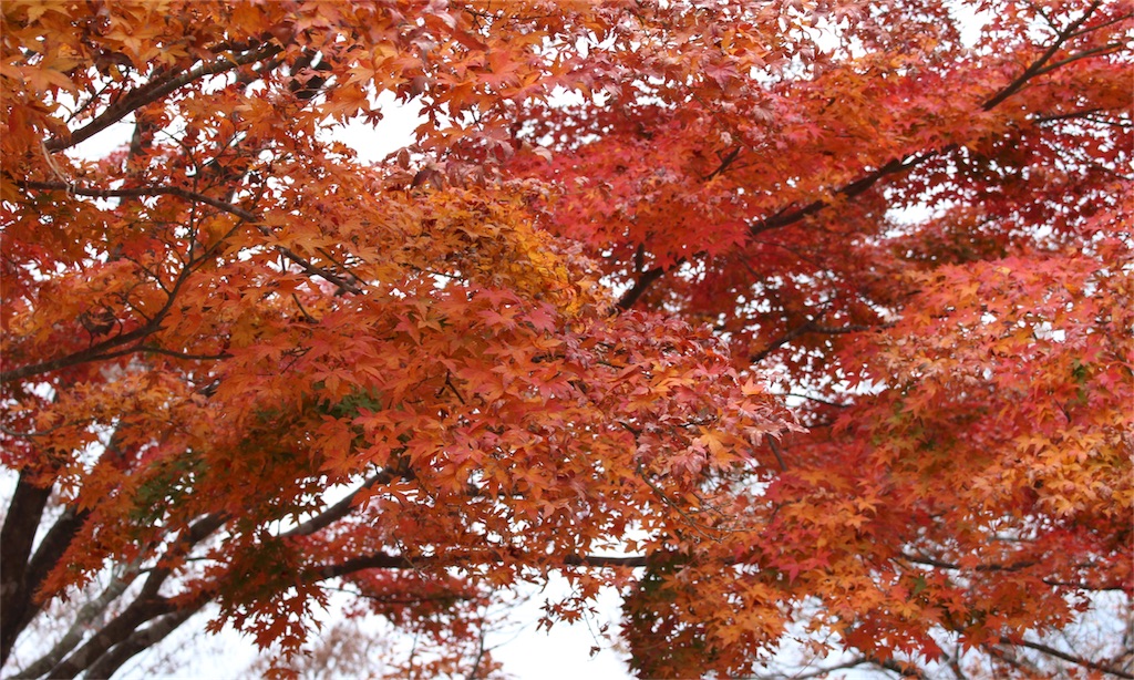 f:id:mizubelog:20181203185122j:image