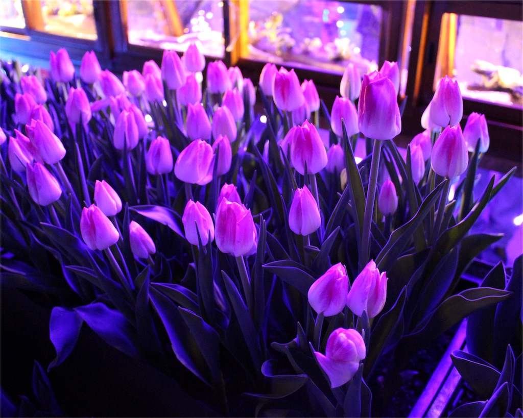 f:id:mizubelog:20181210030805j:image