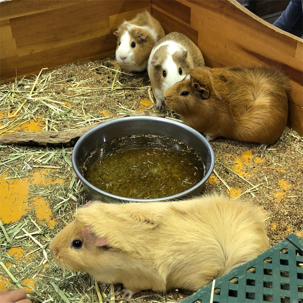 f:id:mizubelog:20181217004229j:image