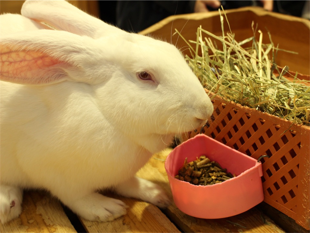 f:id:mizubelog:20181217004238j:image