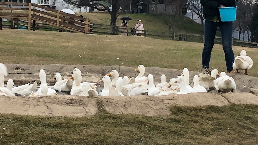 f:id:mizubelog:20181217004247j:image