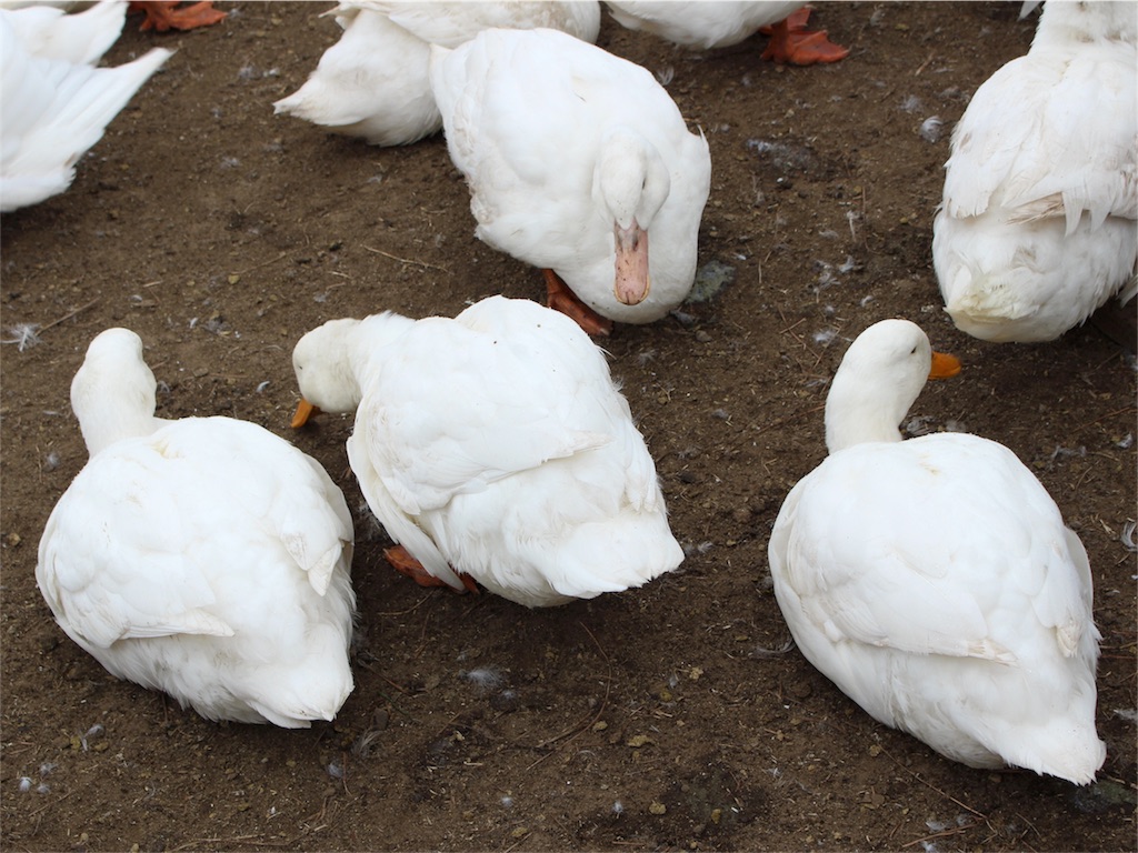 f:id:mizubelog:20181217004251j:image