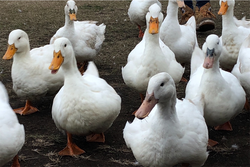 f:id:mizubelog:20181217004308j:image